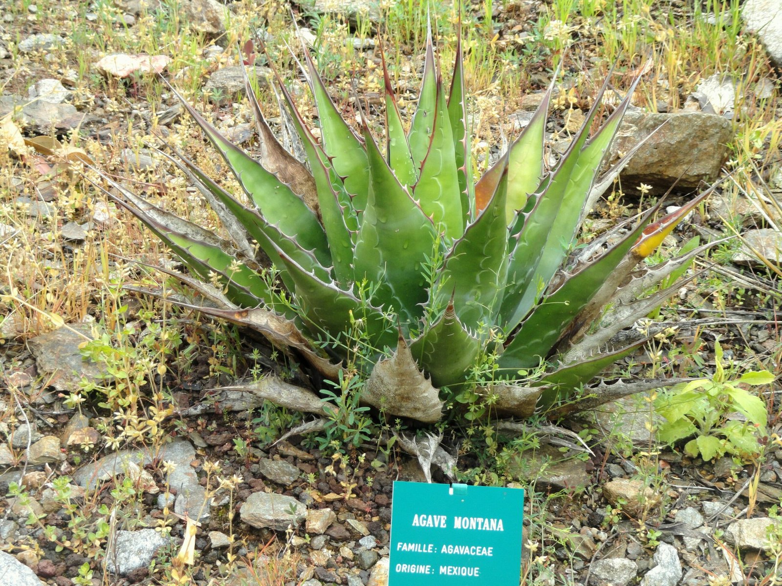 Agave in Art, Myth, and Folklore (image credits: wikimedia)
