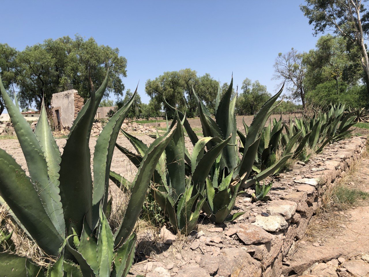 Sustainable Agave: Challenges and Innovations (image credits: wikimedia)