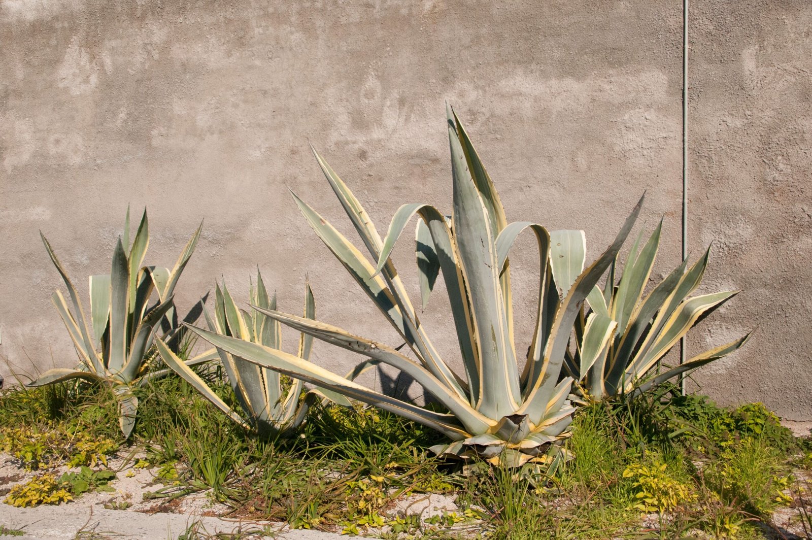 Celebrating Cinco de Mayo: The Agave Connection (image credits: wikimedia)