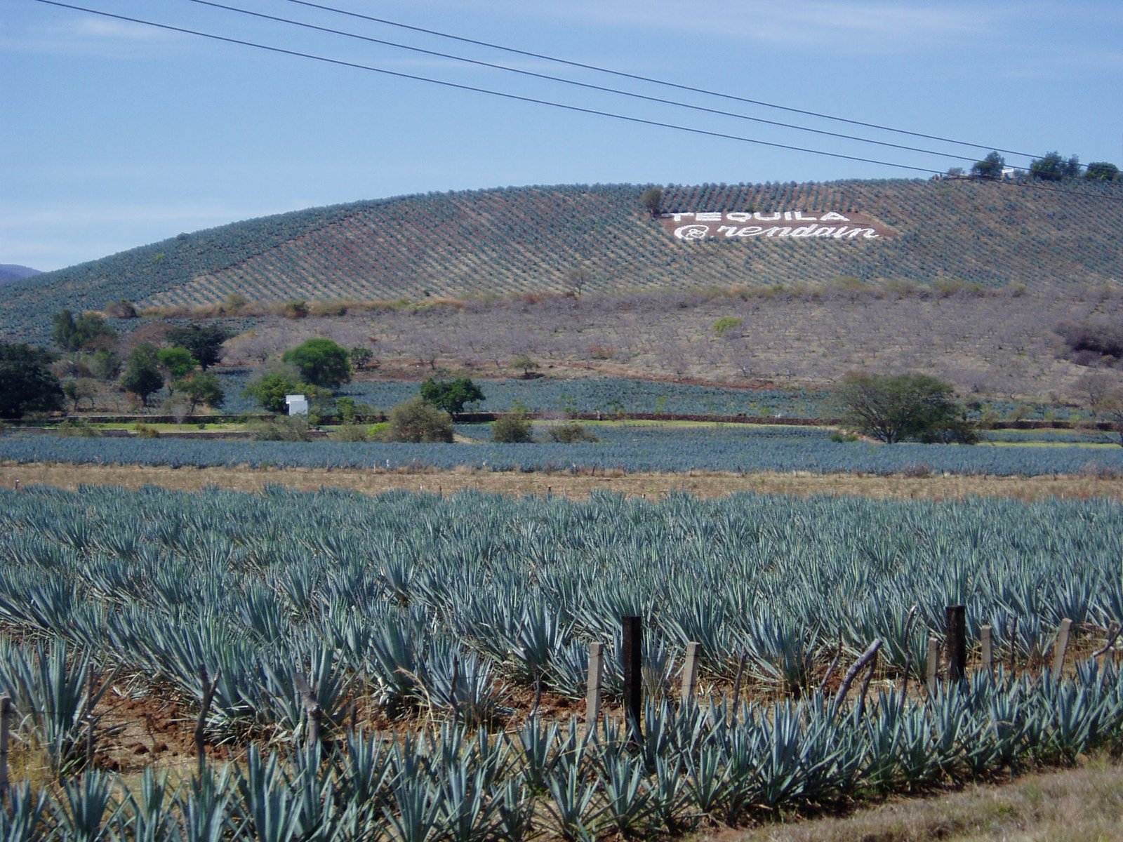 A Living Legacy: Agave’s Enduring Influence (image credits: wikimedia)