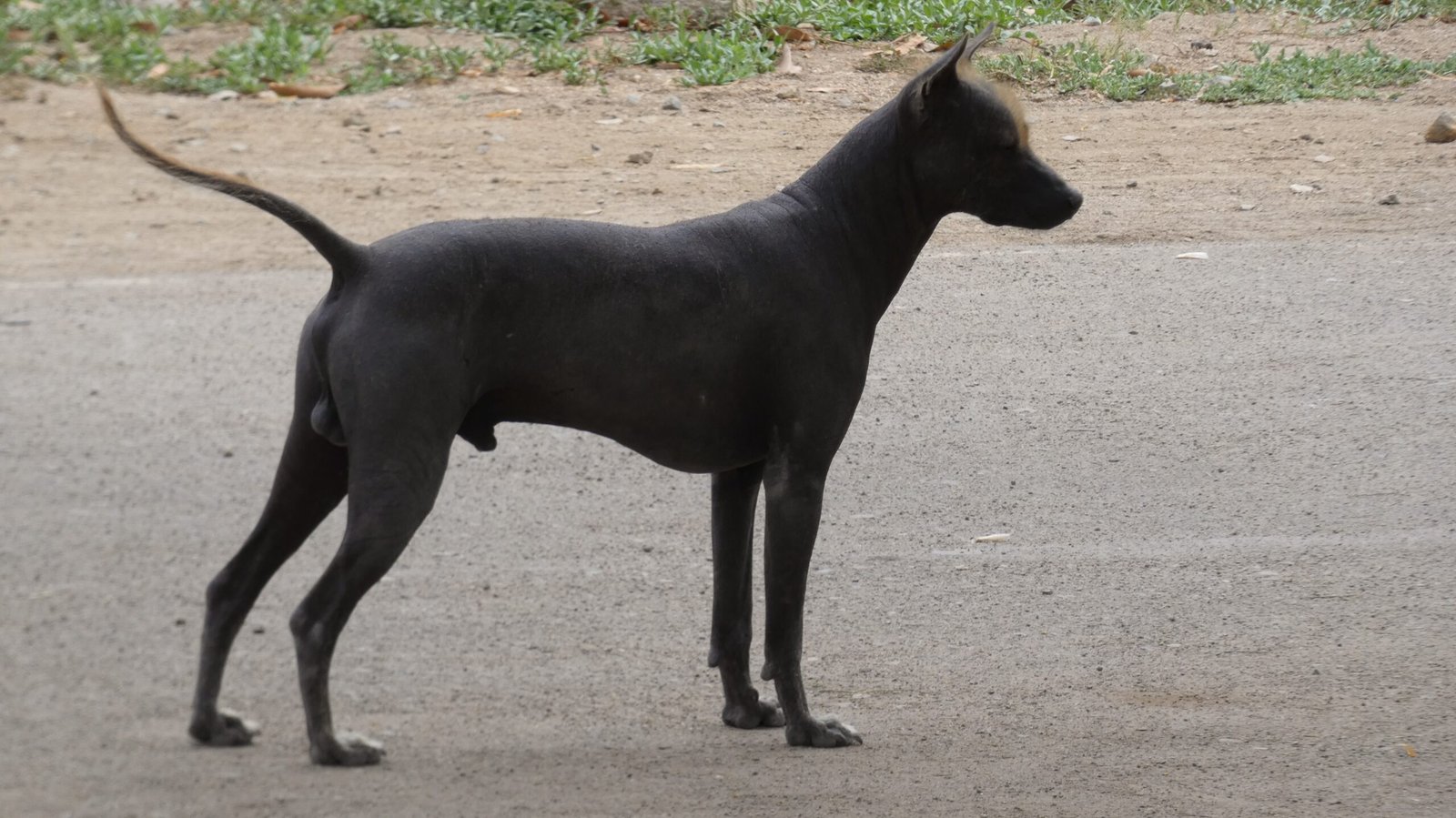 The Legendary Origins of the Xoloitzcuintli (image credits: wikimedia)