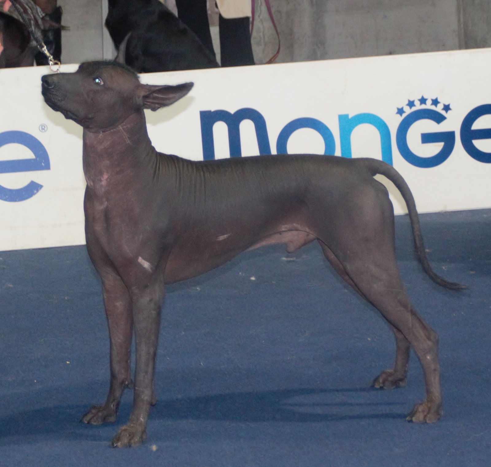 Physical Traits: More Than Just Hairless (image credits: wikimedia)