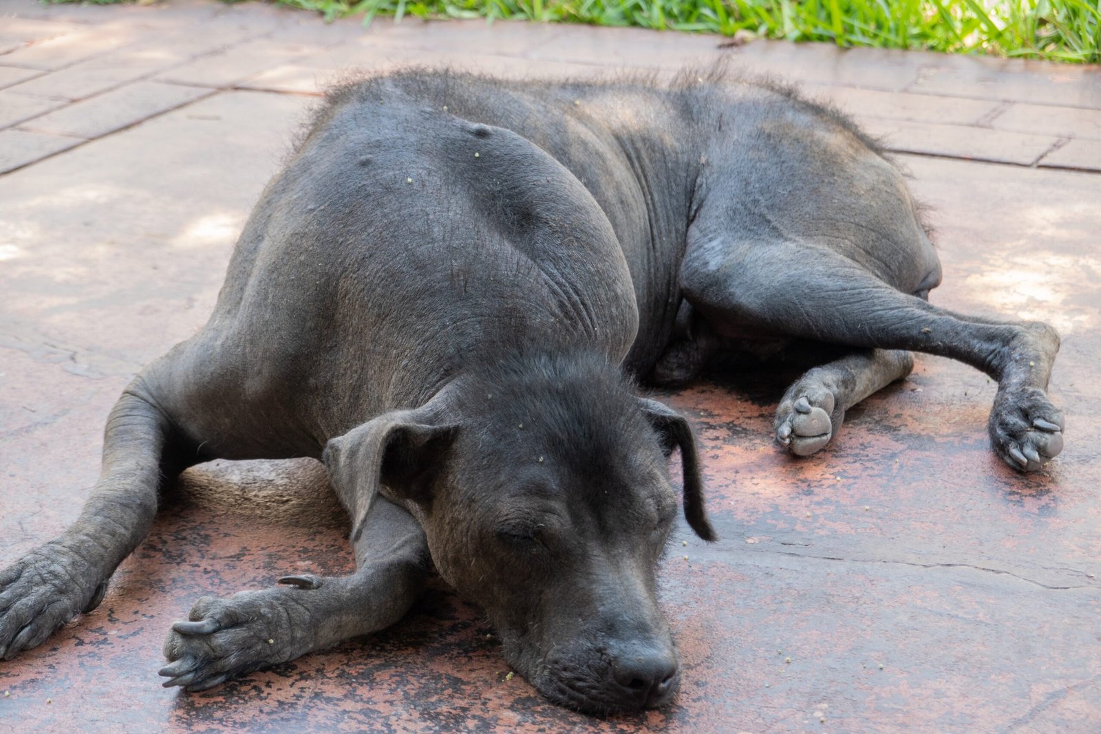 Caring for a Xolo: More Than Meets the Eye (image credits: wikimedia)