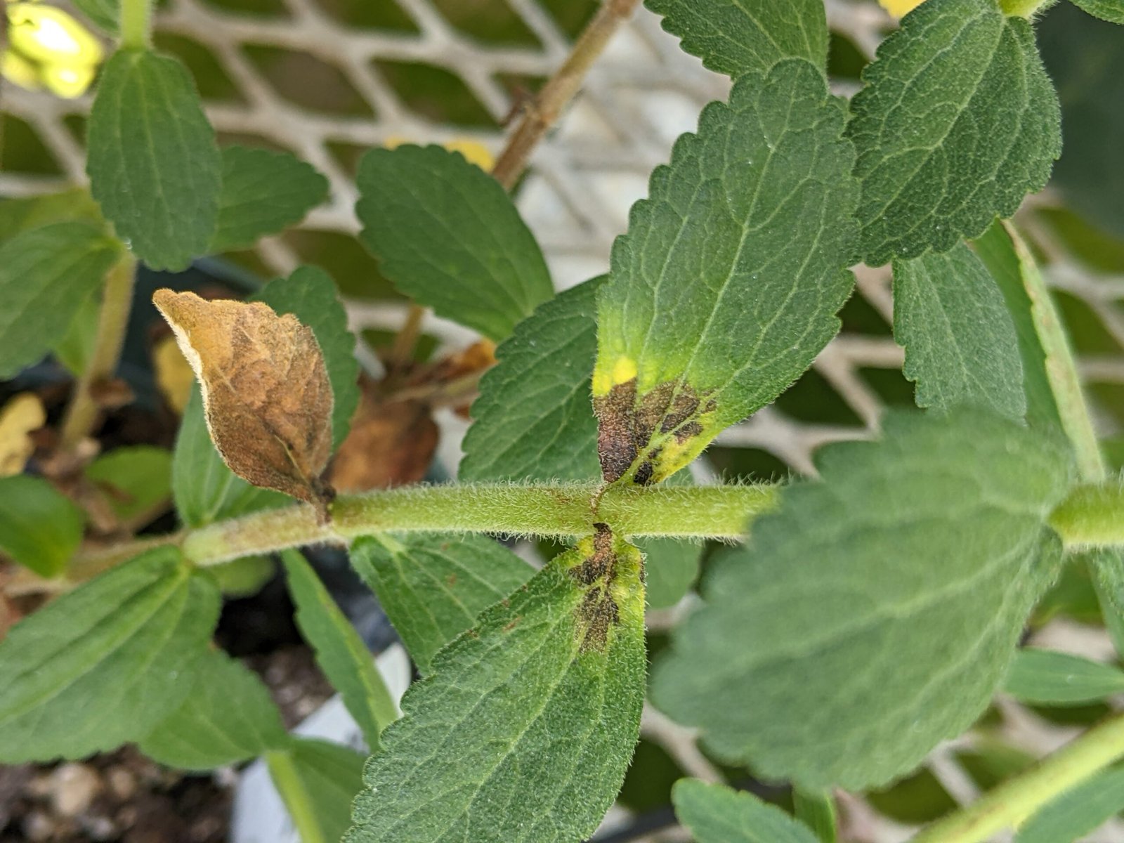 Unveiling the Puppet Masters: Plant Viruses Explained (image credits: wikimedia)