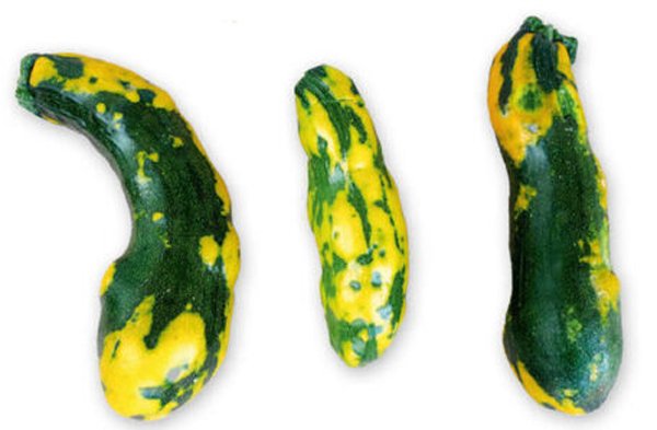 The Cucumber Mosaic Virus: A Real-World Example (image credits: wikimedia)