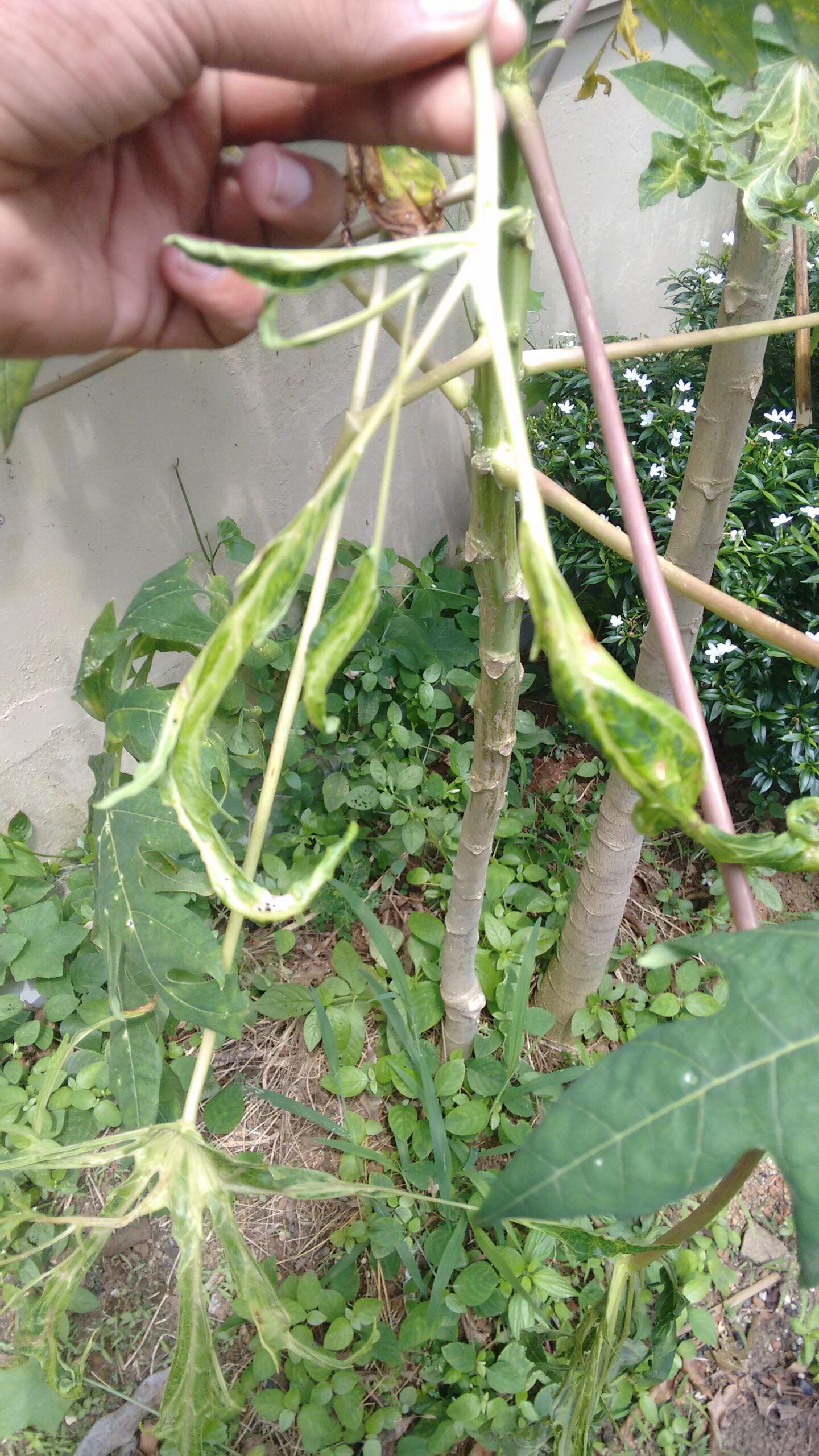Zombie Plants: Can Viruses Hijack Plant Behavior?