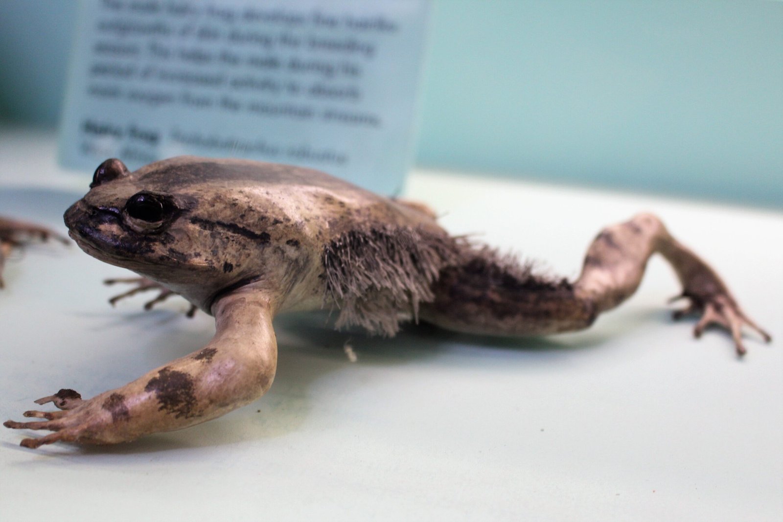 A Strange and Startling Appearance (image credits: wikimedia)