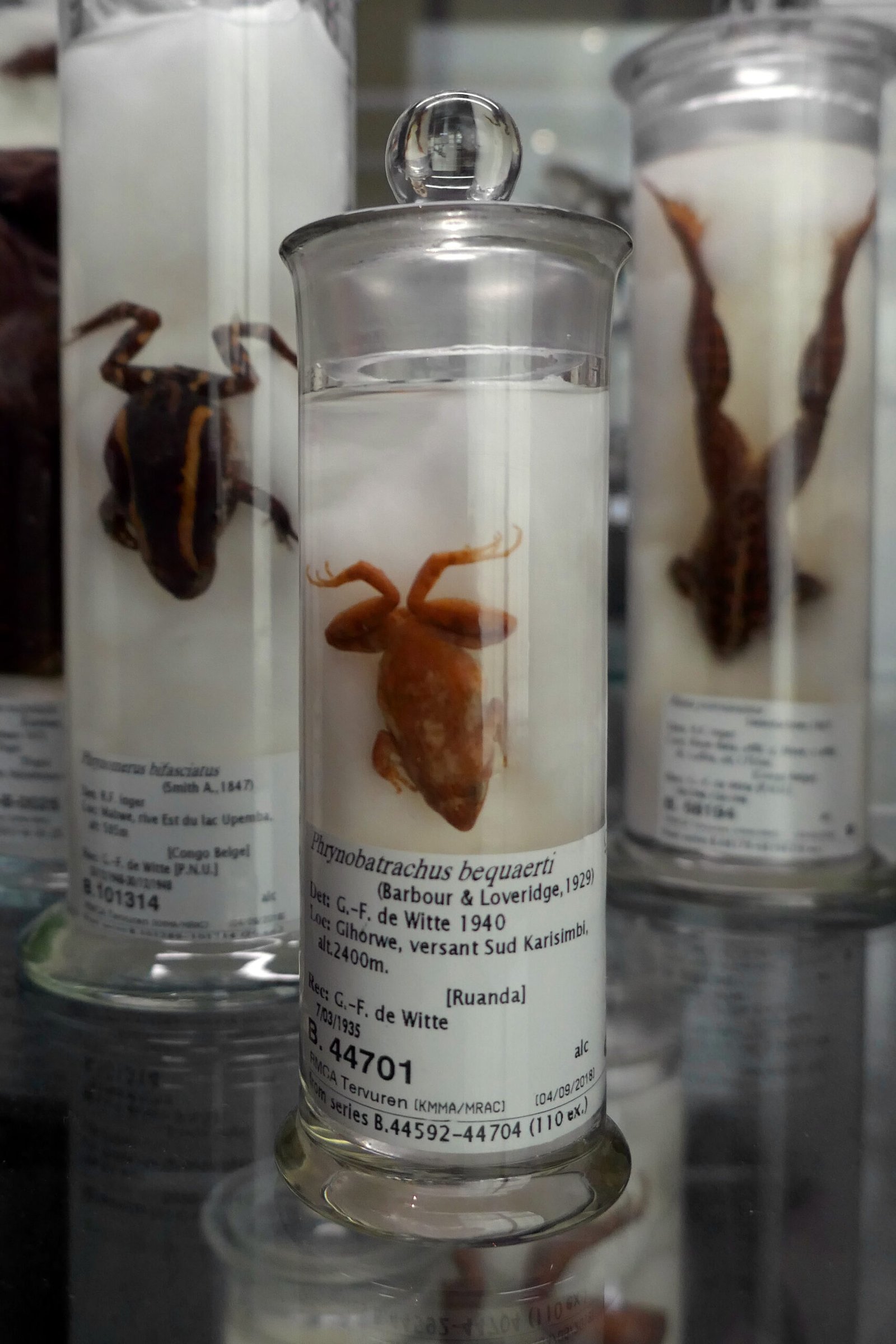 Where the Hairy Frog Calls Home (image credits: wikimedia)