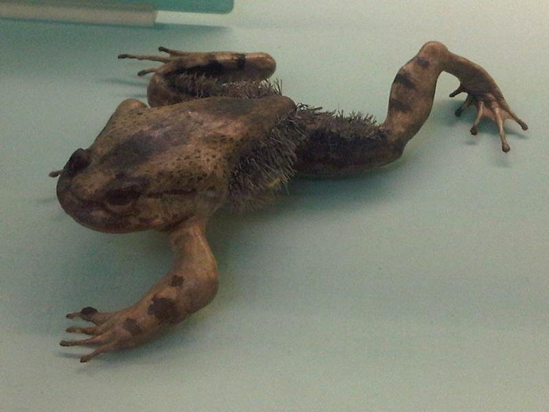 Amply Adapted for Aquatic Life (image credits: wikimedia)