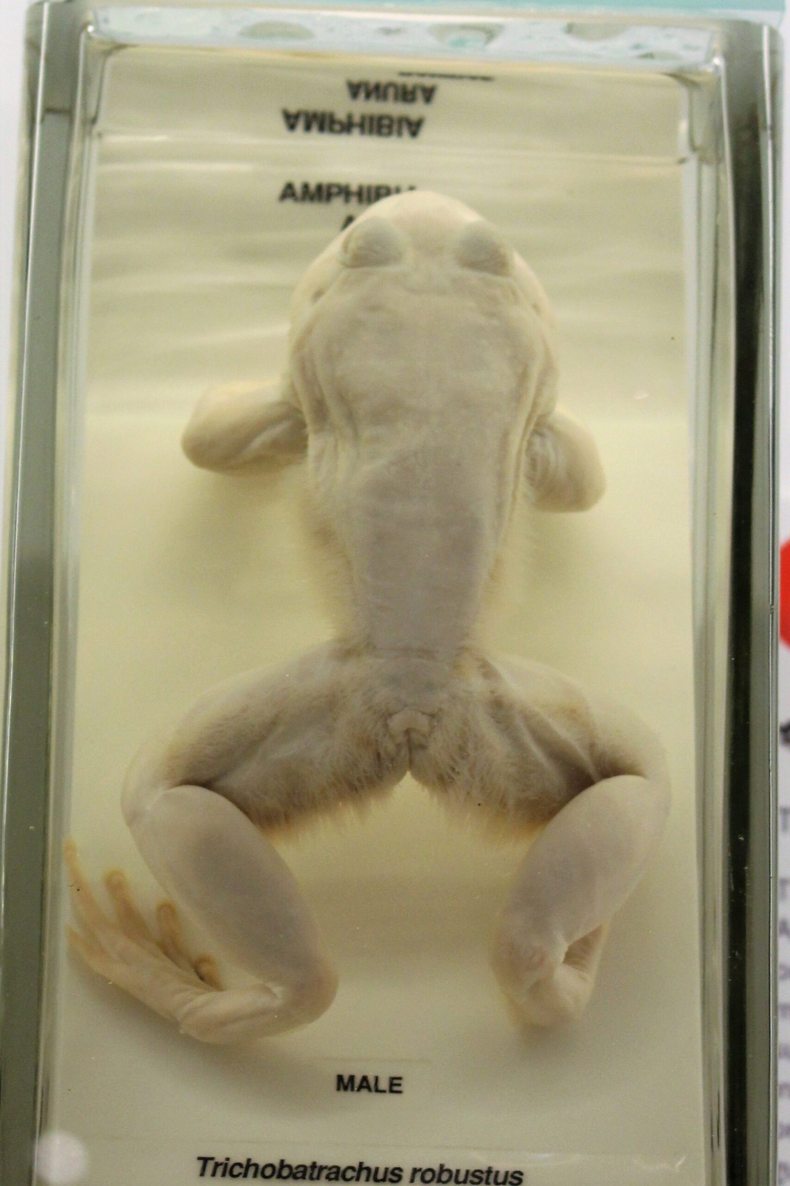 Mating Rituals and Parental Care (image credits: wikimedia)