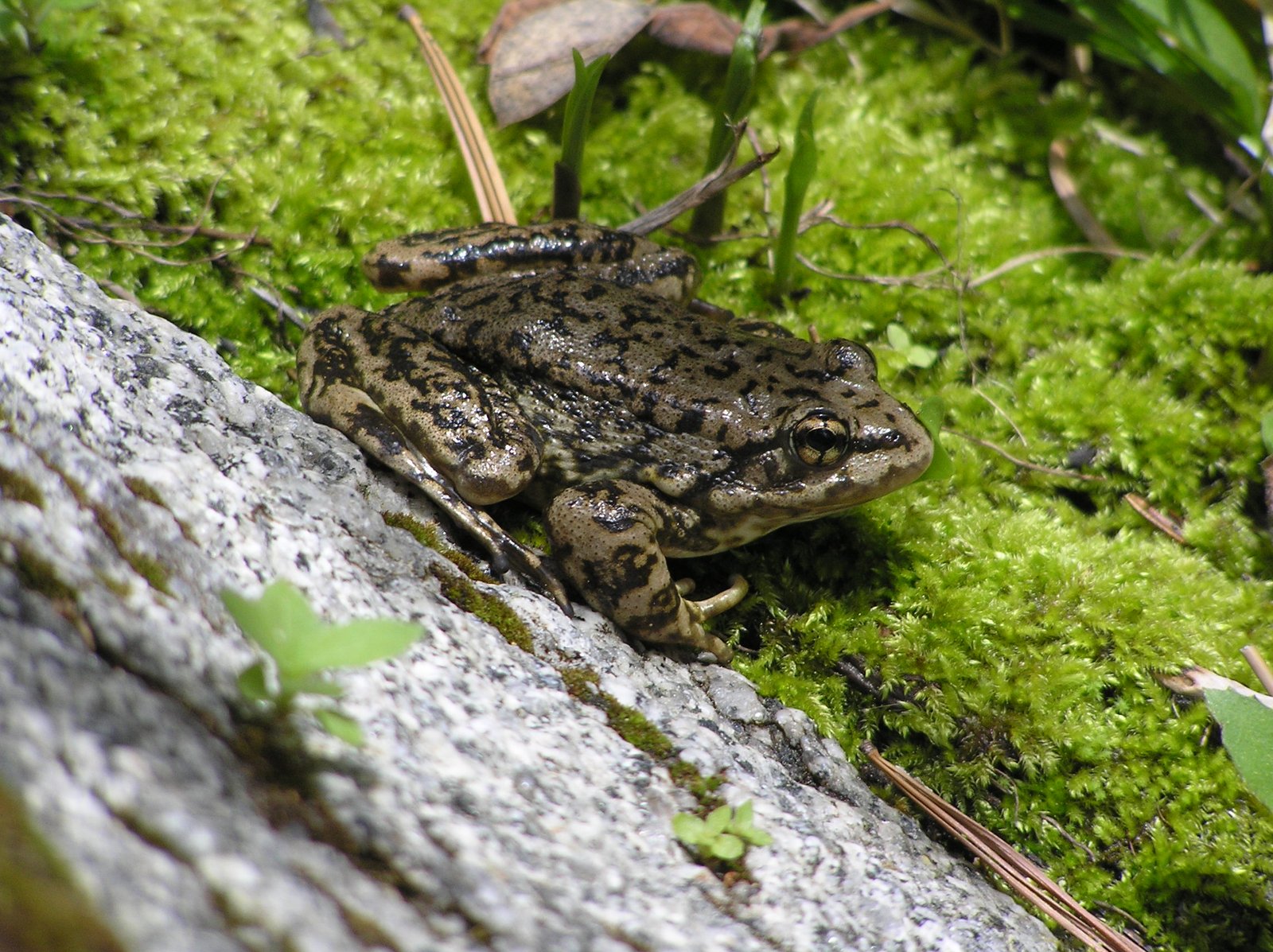Threats and Conservation Concerns (image credits: wikimedia)