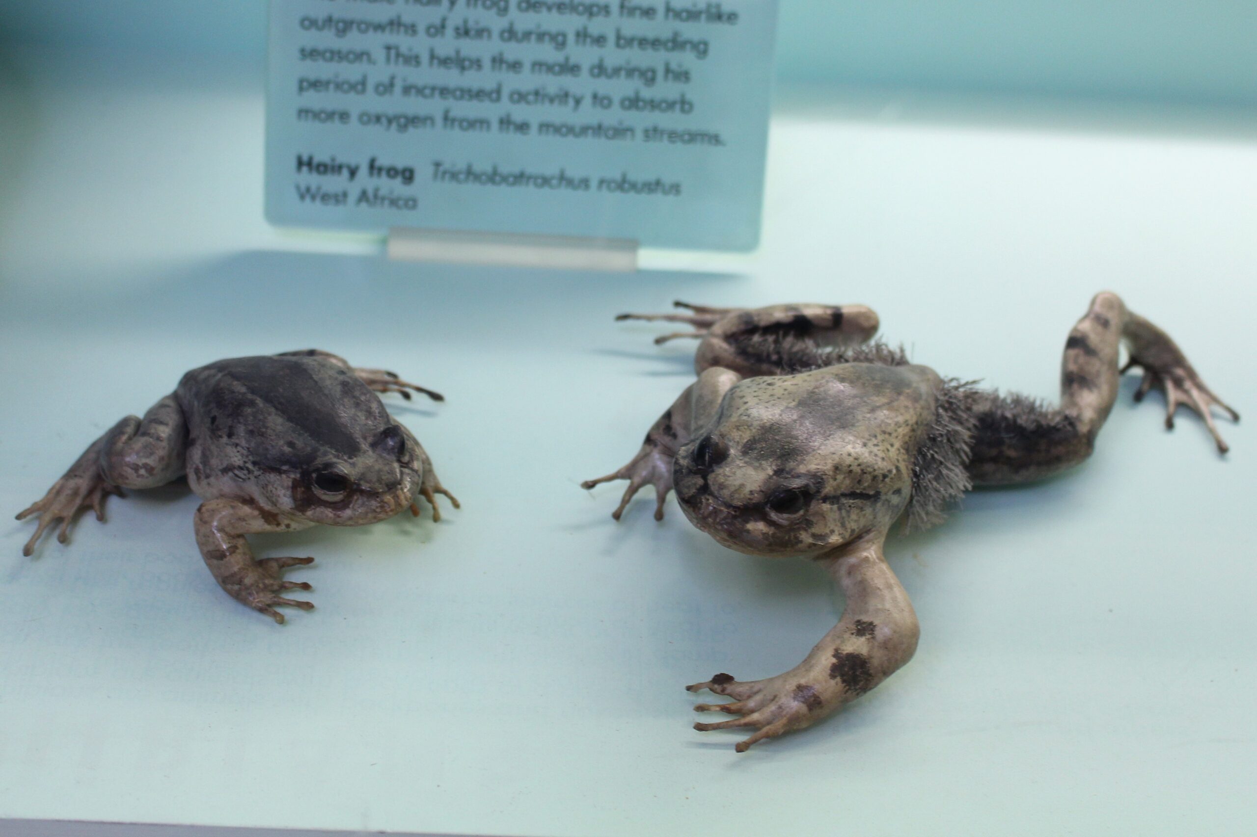 The Frog That Breaks Its Own Bones to Make Claws (Hairy Frog)