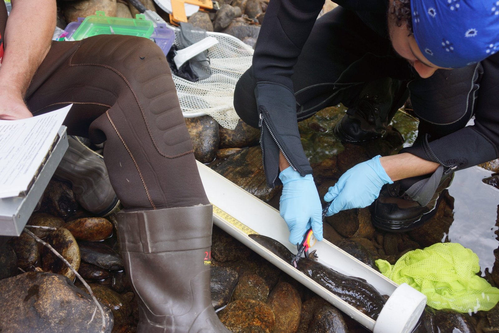 Life Beneath the Surface: Hellbender Habitats (image credits: wikimedia)