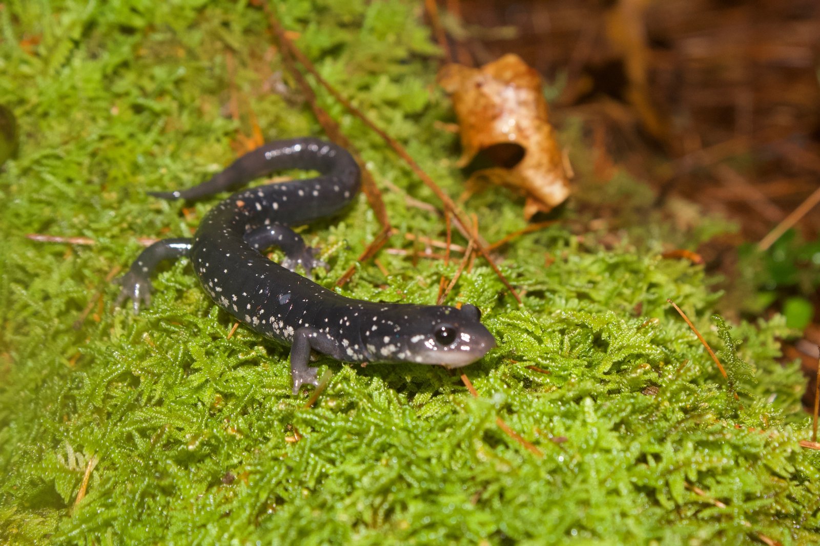 Conservation Efforts: A Race Against Time (image credits: wikimedia)