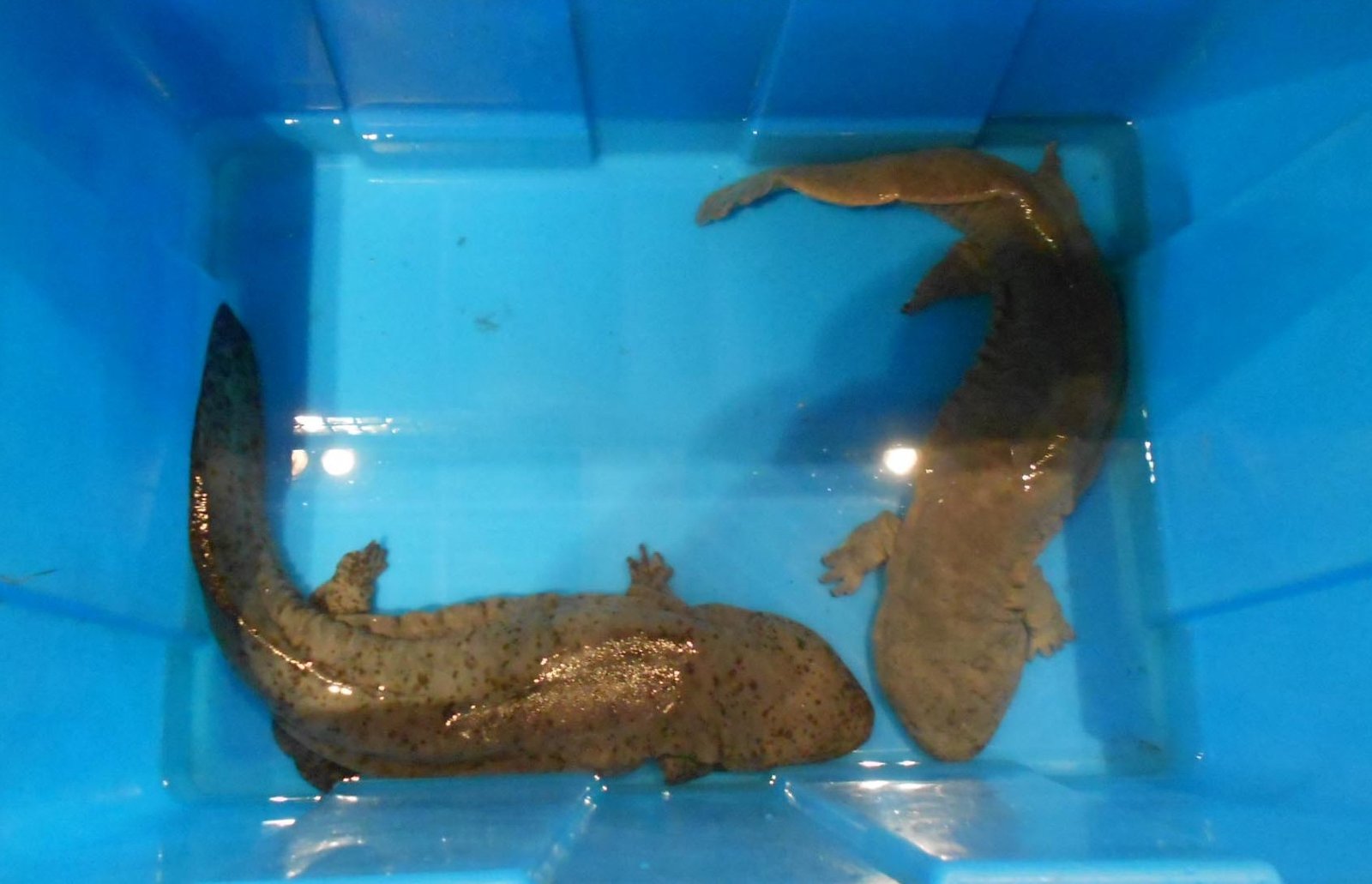Why Hellbenders Matter: More Than a Curiosity (image credits: wikimedia)