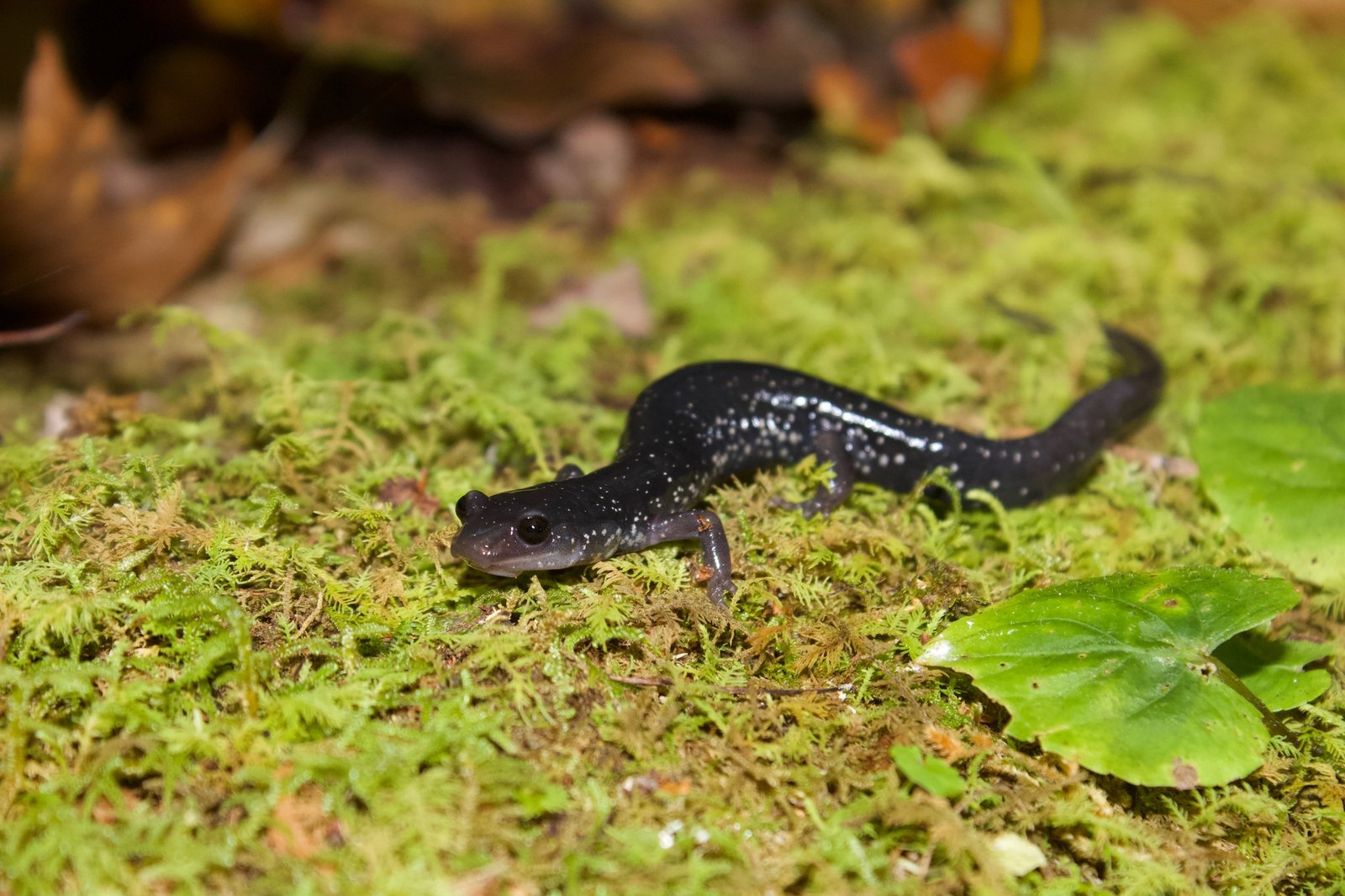 The Future of the Hellbender: What Comes Next? (image credits: wikimedia)