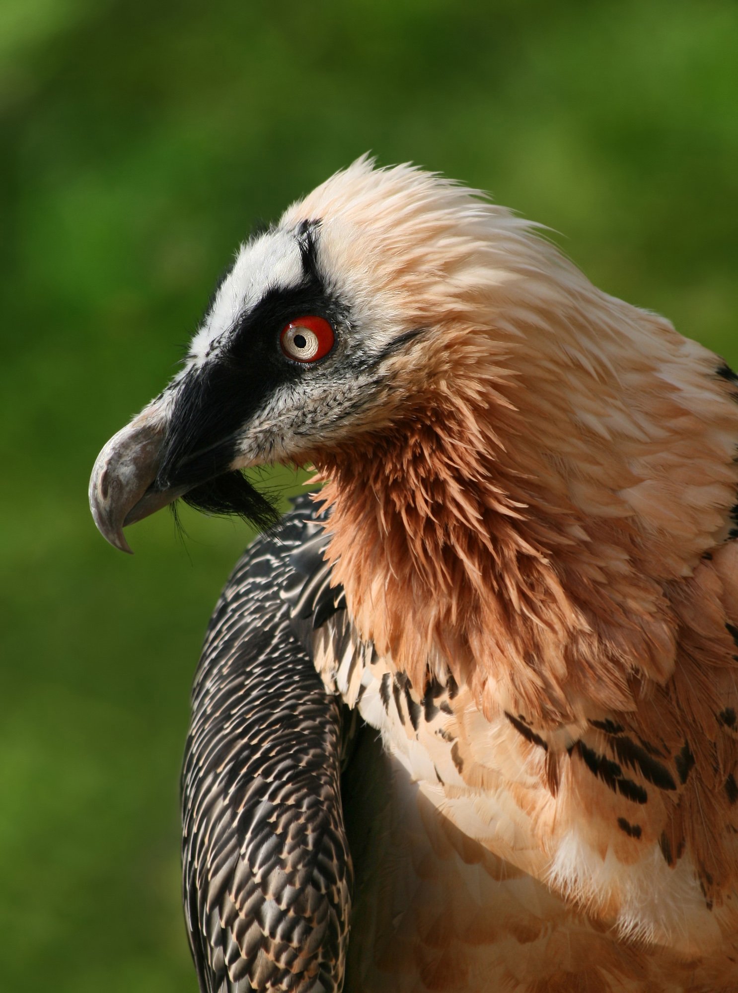 The Lammergeier: A Portrait of Wild Majesty (image credits: wikimedia)