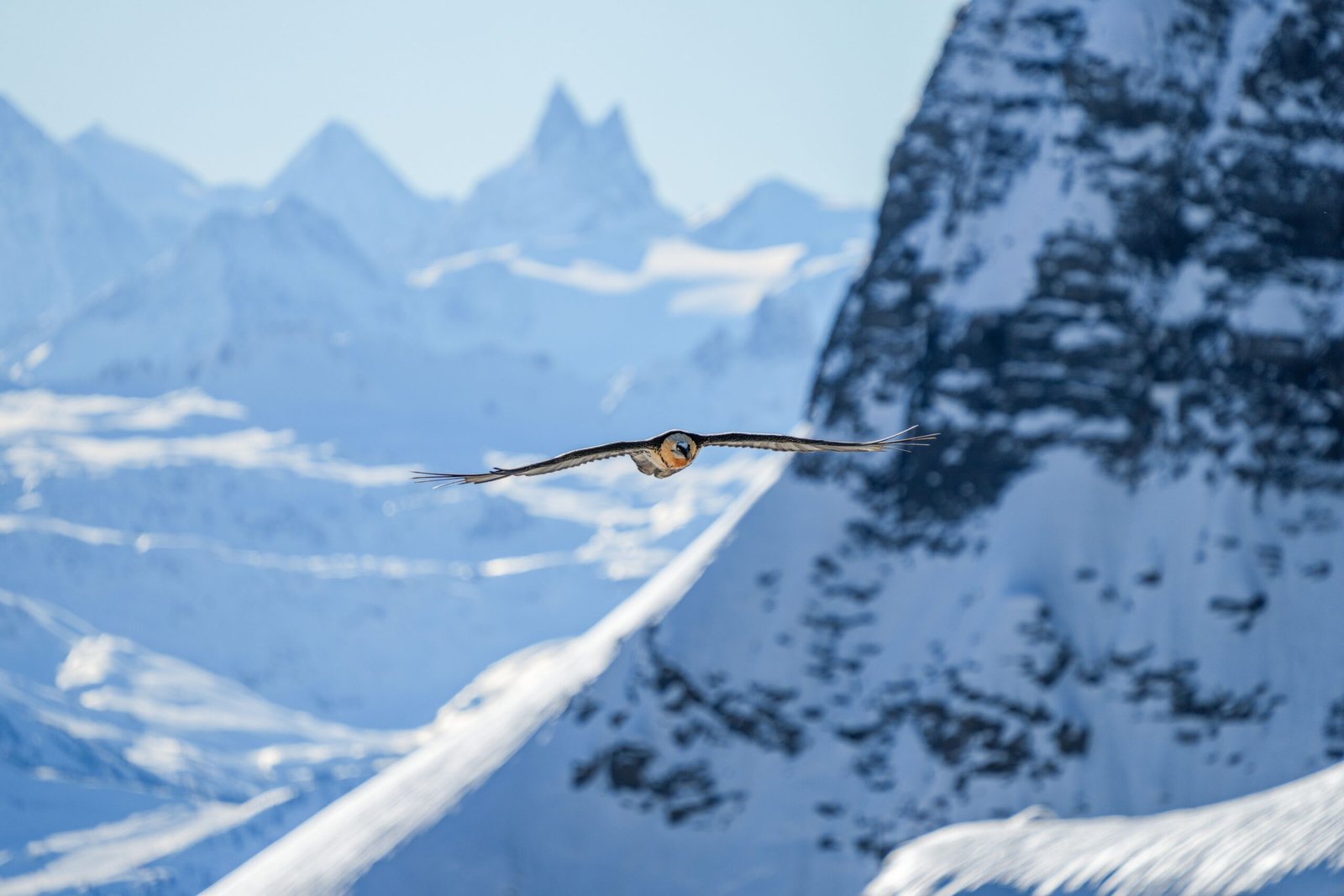 Masters of the Sky: Habitats and Range (image credits: wikimedia)