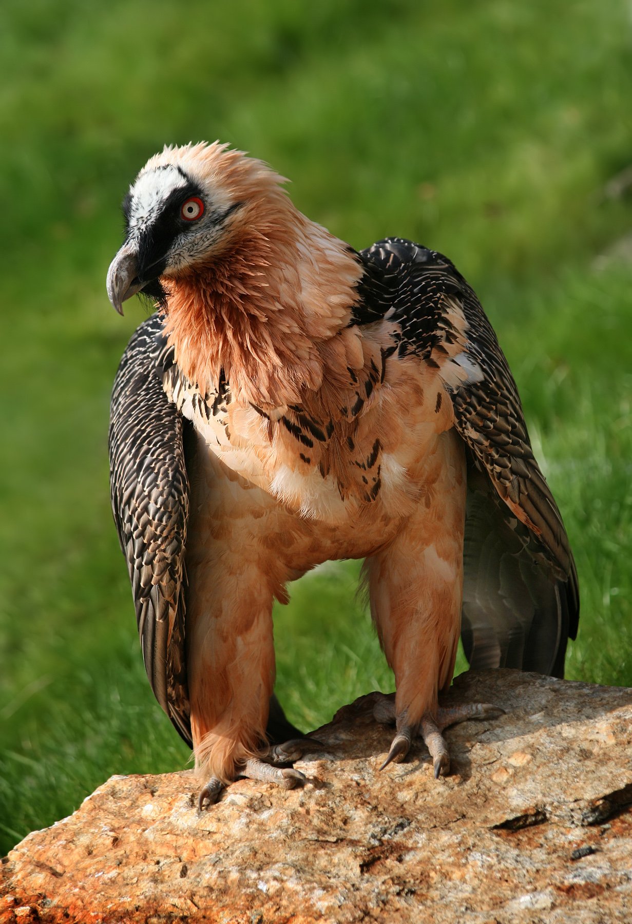 Parenting in the Peaks: Lammergeier Reproduction (image credits: wikimedia)