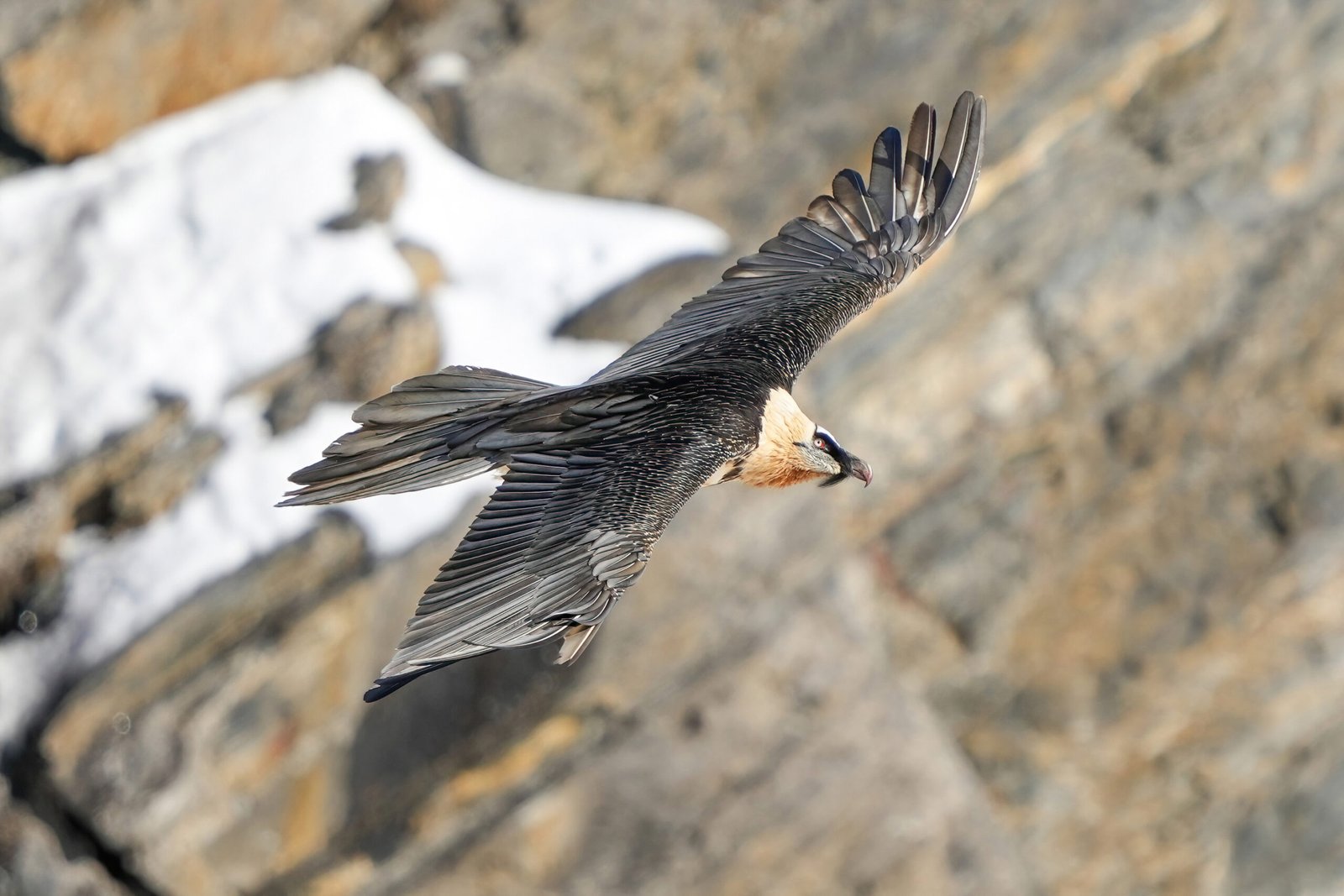 Threats and Conservation Challenges (image credits: wikimedia)