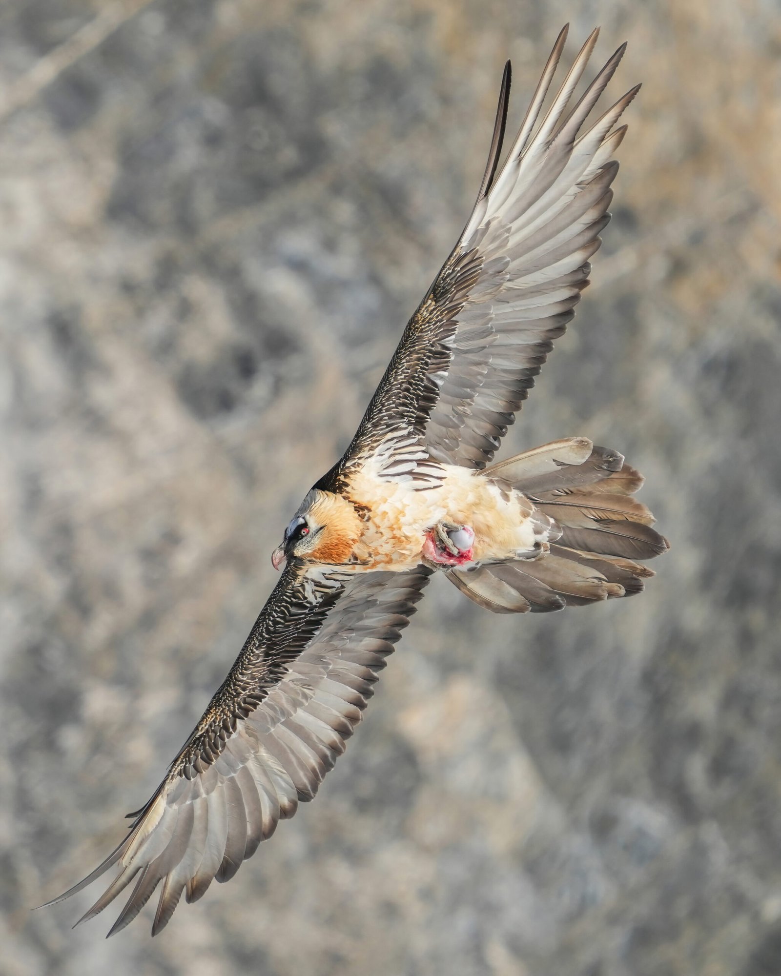 Fascinating Adaptations for Survival (image credits: wikimedia)