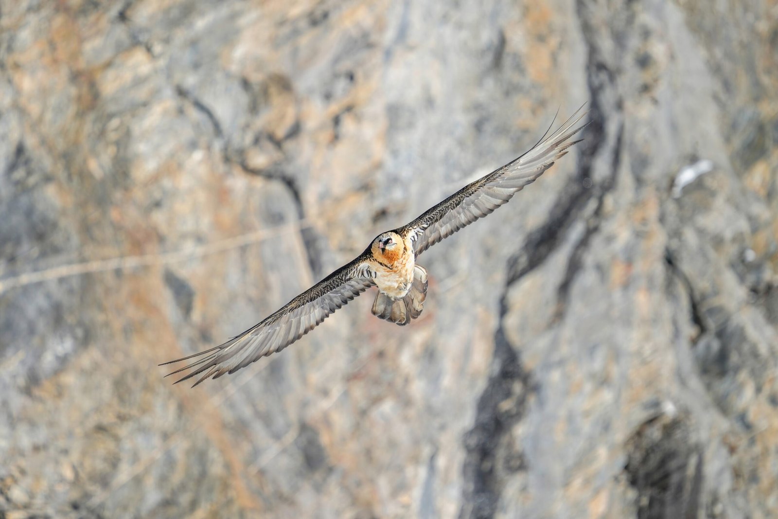 Why the Lammergeier Matters More Than Ever (image credits: wikimedia)