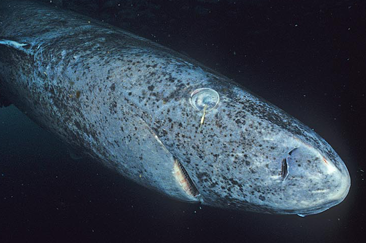 The Mystery of Shark Aging (image credits: wikimedia)