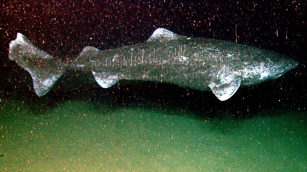 The Longest-Lived Vertebrate Ever Recorded — How the Greenland Shark Cheats Time
