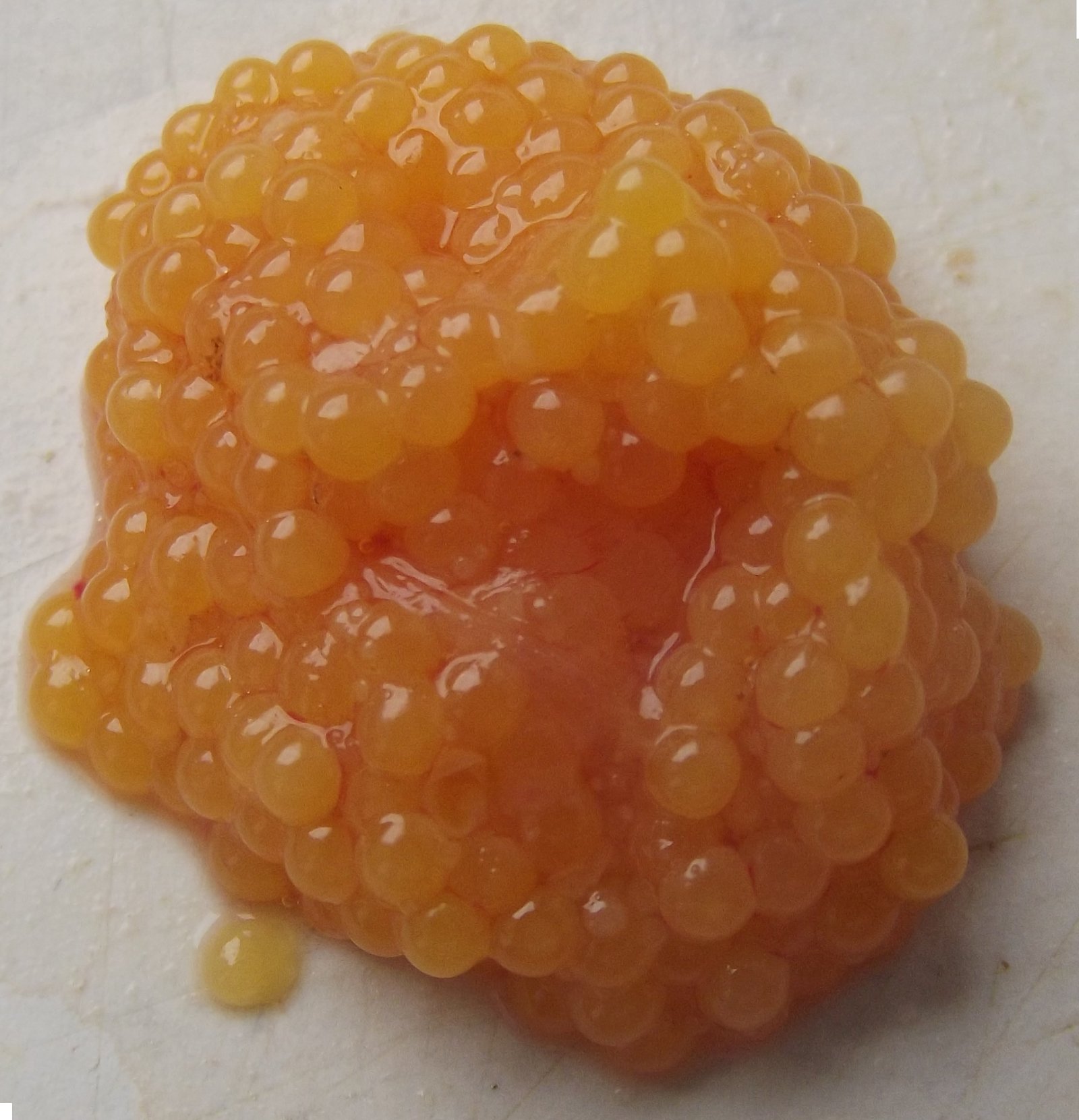 The Sheer Scale of Reproductive Potential (image credits: wikimedia)