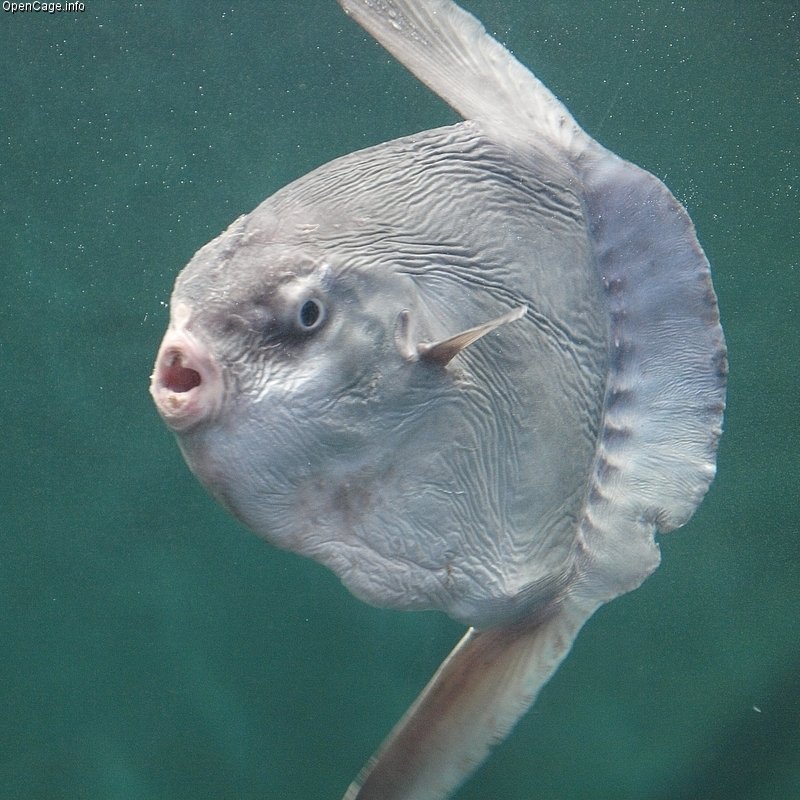 Meet the Champion: The Ocean Sunfish (image credits: wikimedia)