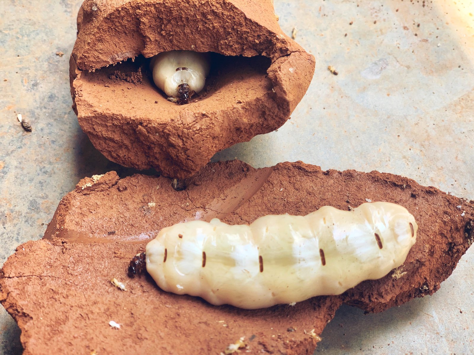 Insect Royalty: The Termite Queen’s Legacy (image credits: wikimedia)