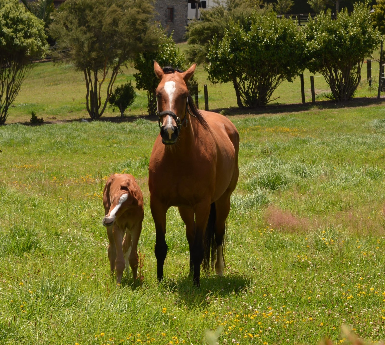 The Role of Environmental Pressures (image credits: wikimedia)