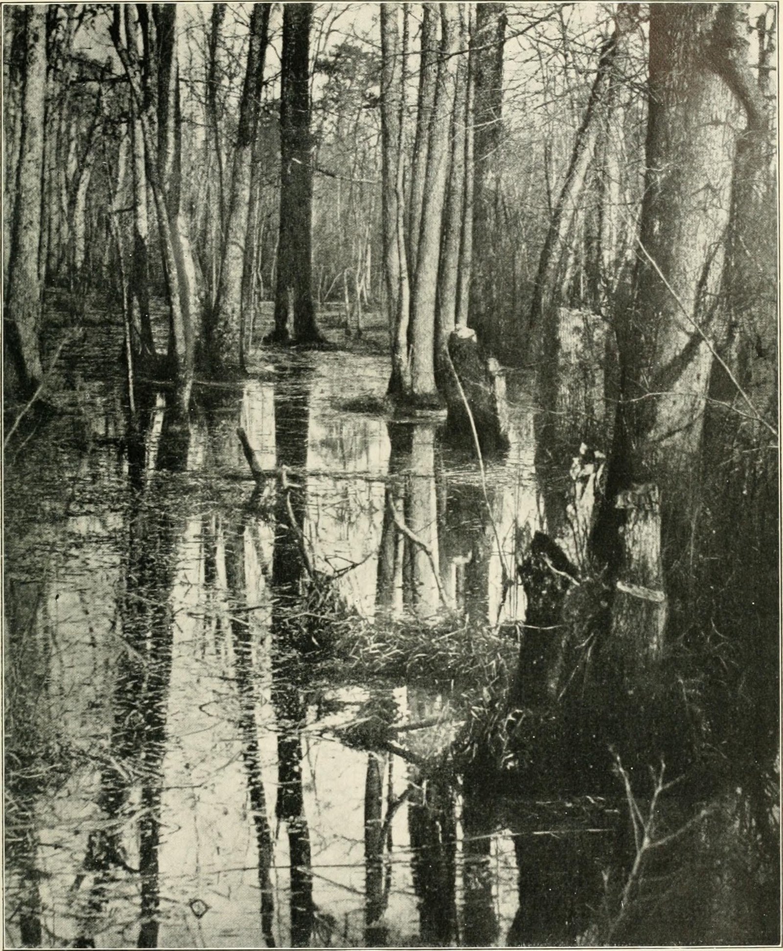 Flight from Bondage: Seeking Freedom in the Swamps (image credits: wikimedia)