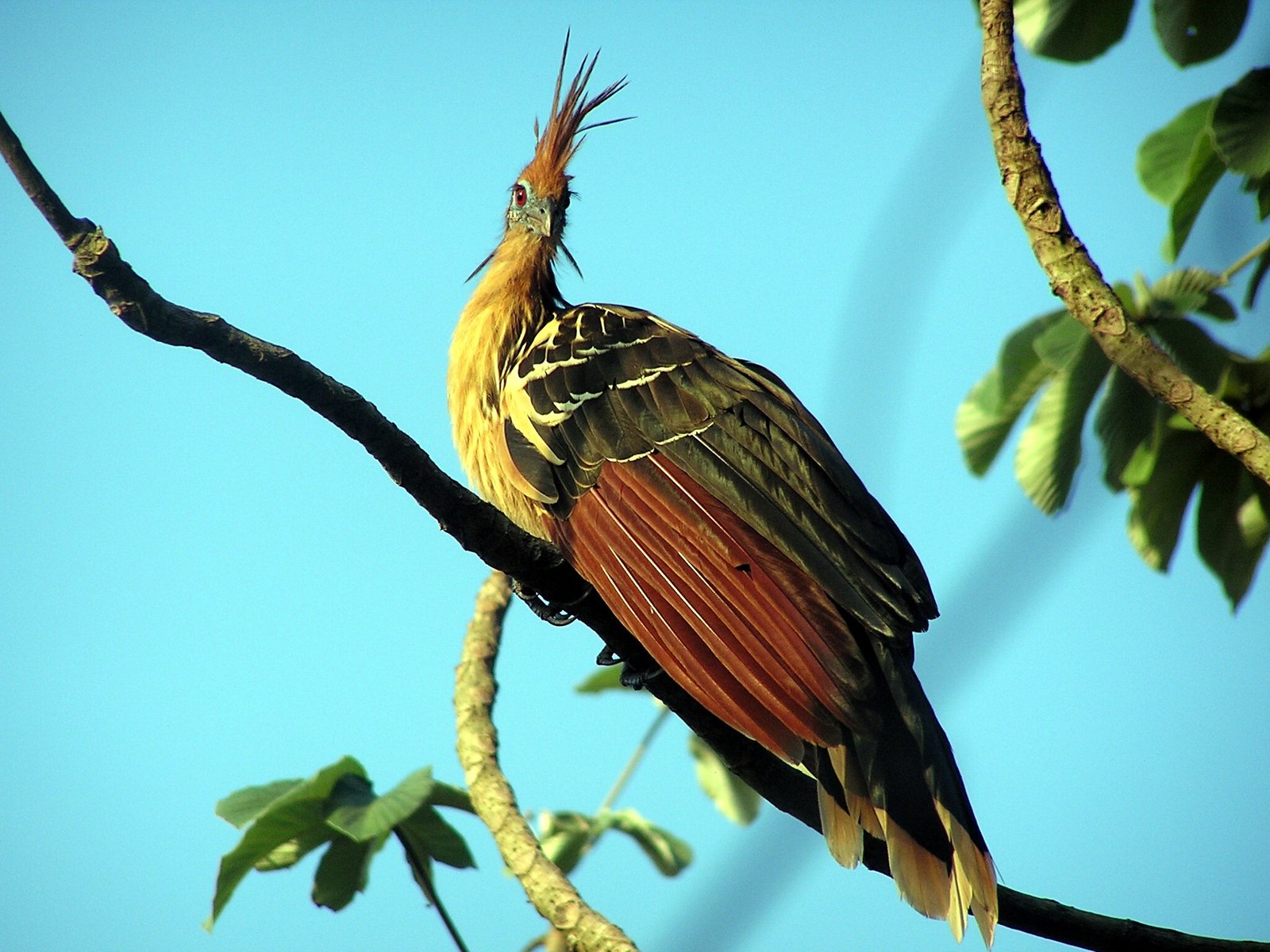 A Bird Like No Other: The Hoatzin’s Identity (image credits: wikimedia)