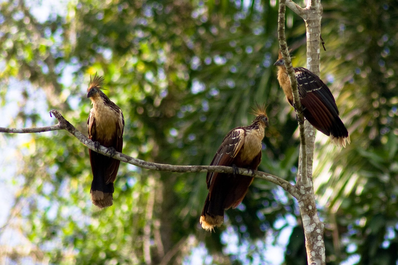 The Stench of Survival: Why the Hoatzin Smells So Bad (image credits: wikimedia)