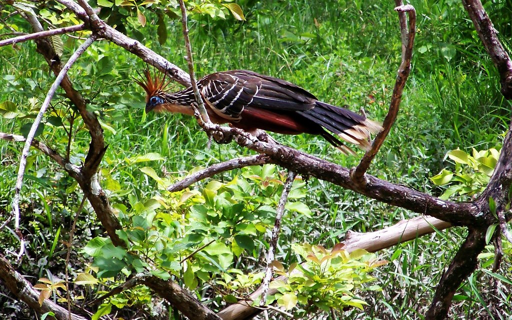 Leaf-Eating Lifestyle: The Hoatzin’s Unusual Diet (image credits: wikimedia)