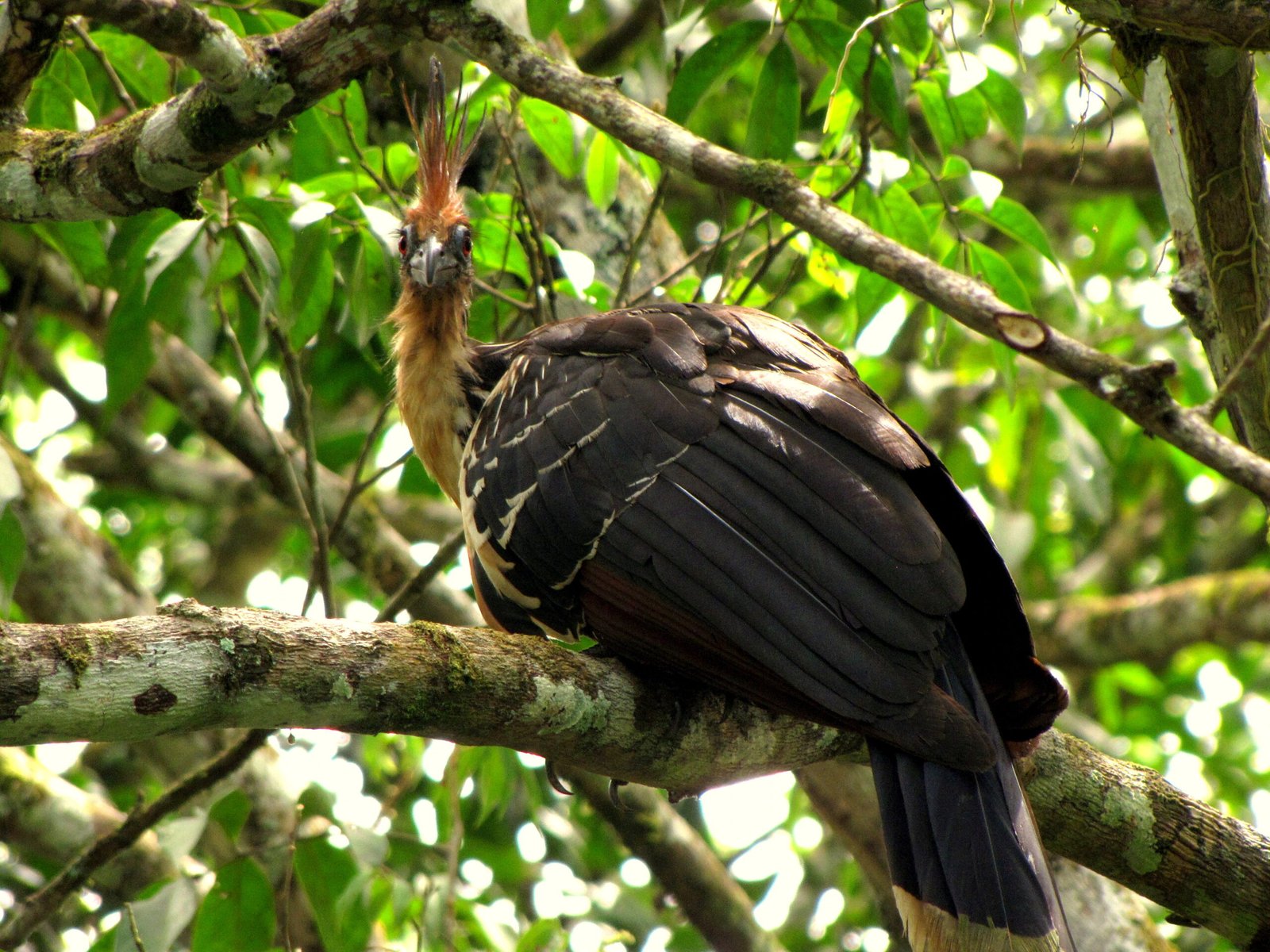 Living in the Swamps: The Hoatzin’s Habitat (image credits: wikimedia)