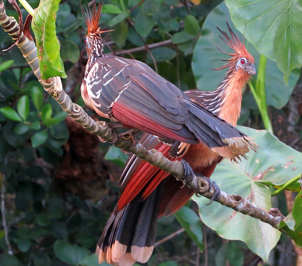 Prehistoric Relic: Evolutionary Oddity (image credits: wikimedia)