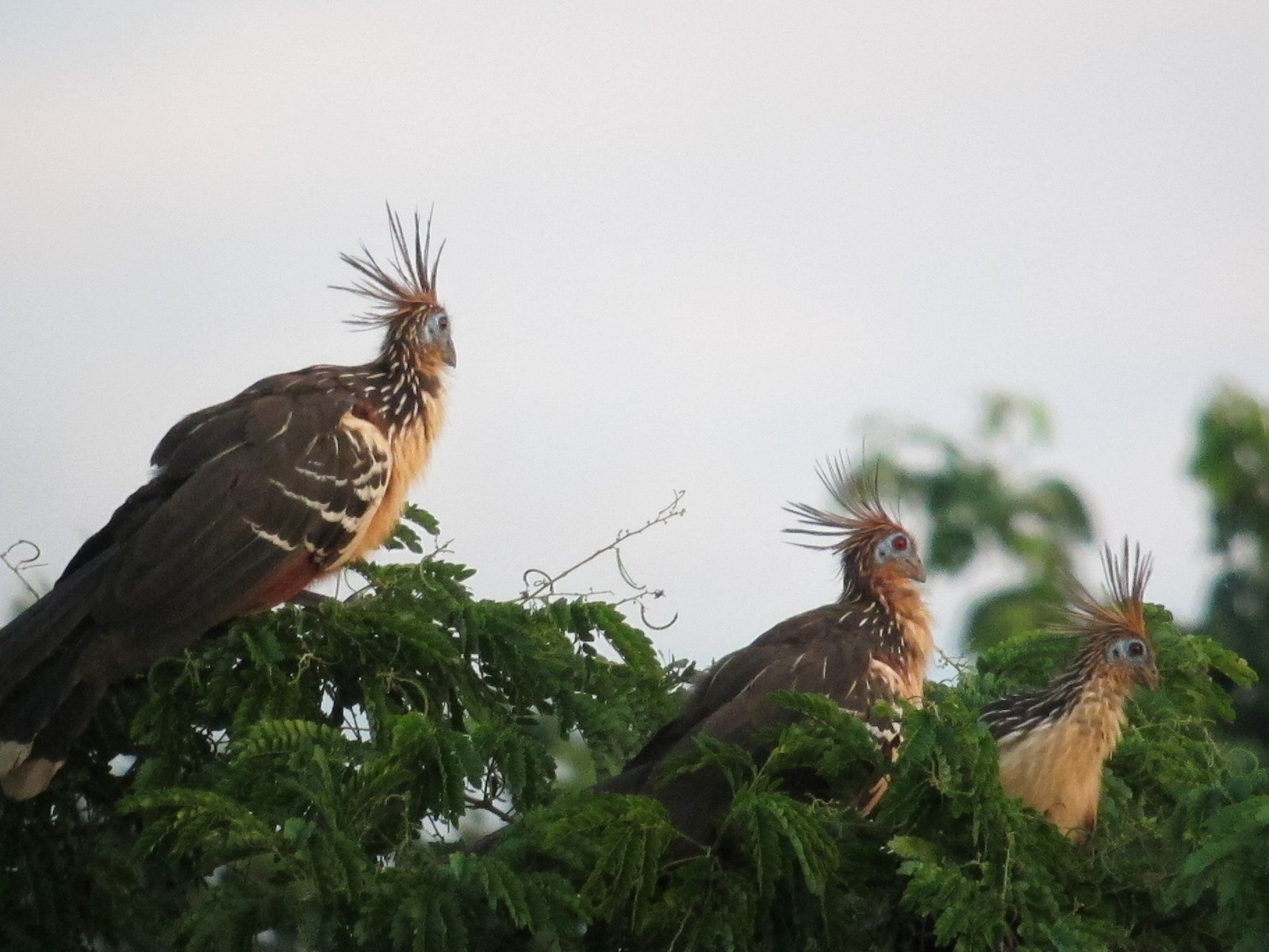 Family Life: Social and Noisy (image credits: wikimedia)