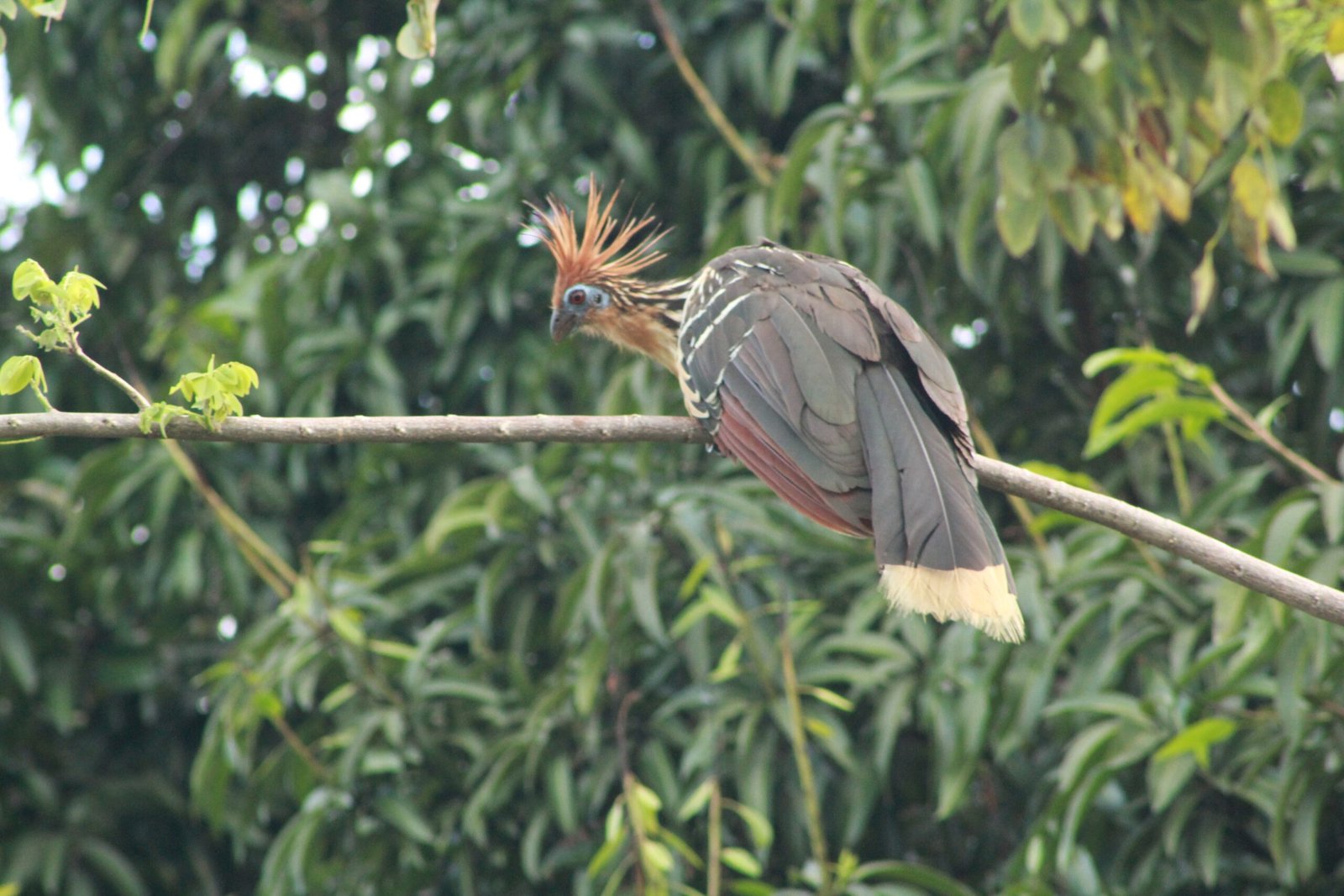 Hoatzin Chicks: Born Climbers and Swimmers (image credits: wikimedia)