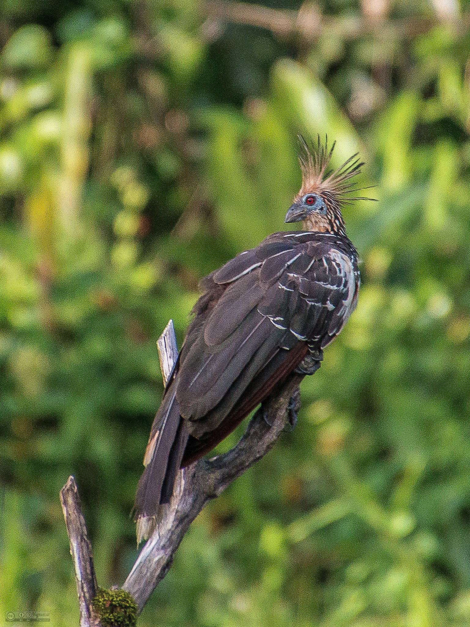 Predators and Threats: Outsmarting Danger (image credits: wikimedia)