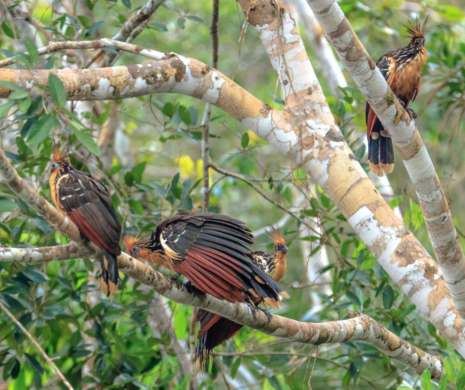 The Hoatzin and Human Curiosity (image credits: wikimedia)