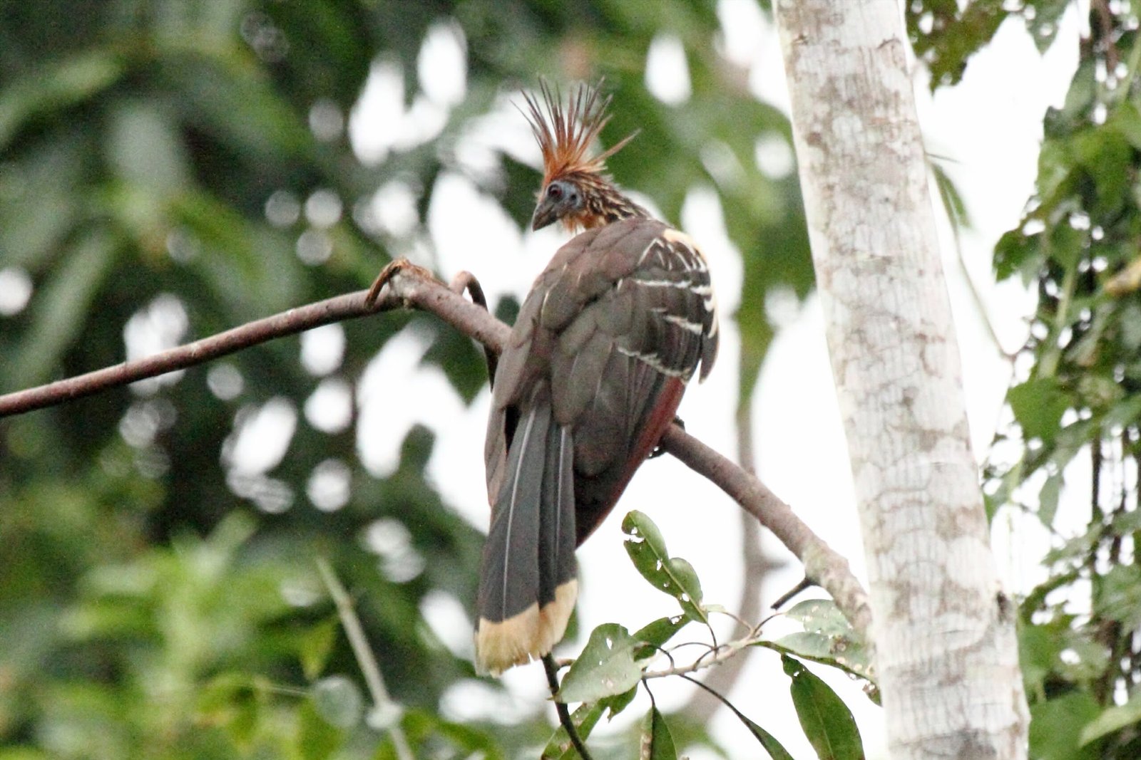 Nature’s Outcast or Hidden Genius? (image credits: wikimedia)