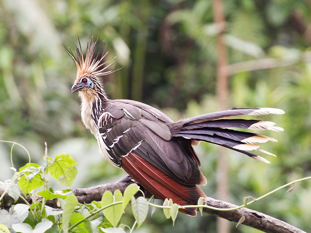 The Bird That Smells Like Rotting Flesh to Avoid Predators (Hoatzin)