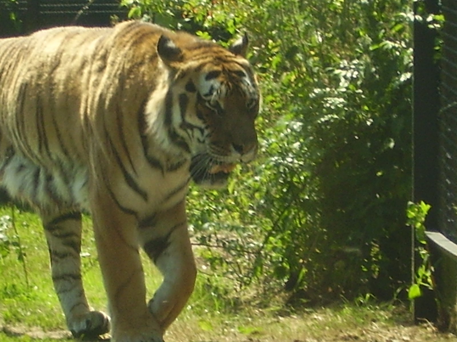 The Myth of the Perfect Release (image credits: wikimedia)