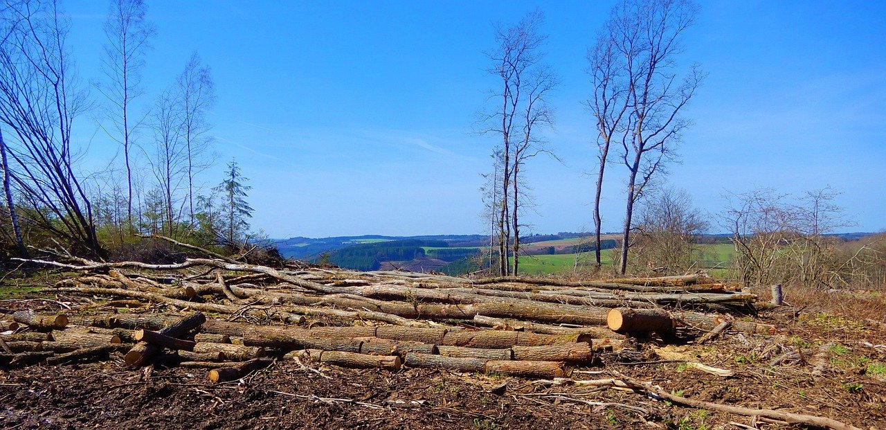 Loss of Natural Habitat (image credits: pixabay)