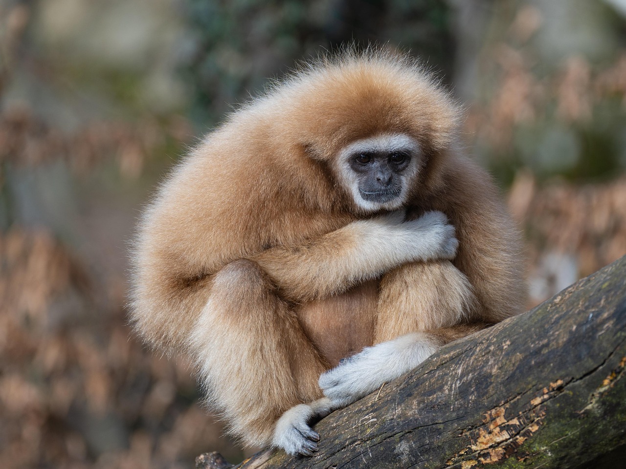 Why Some Animals Can’t Go Back to the Wild—And Why That’s Okay