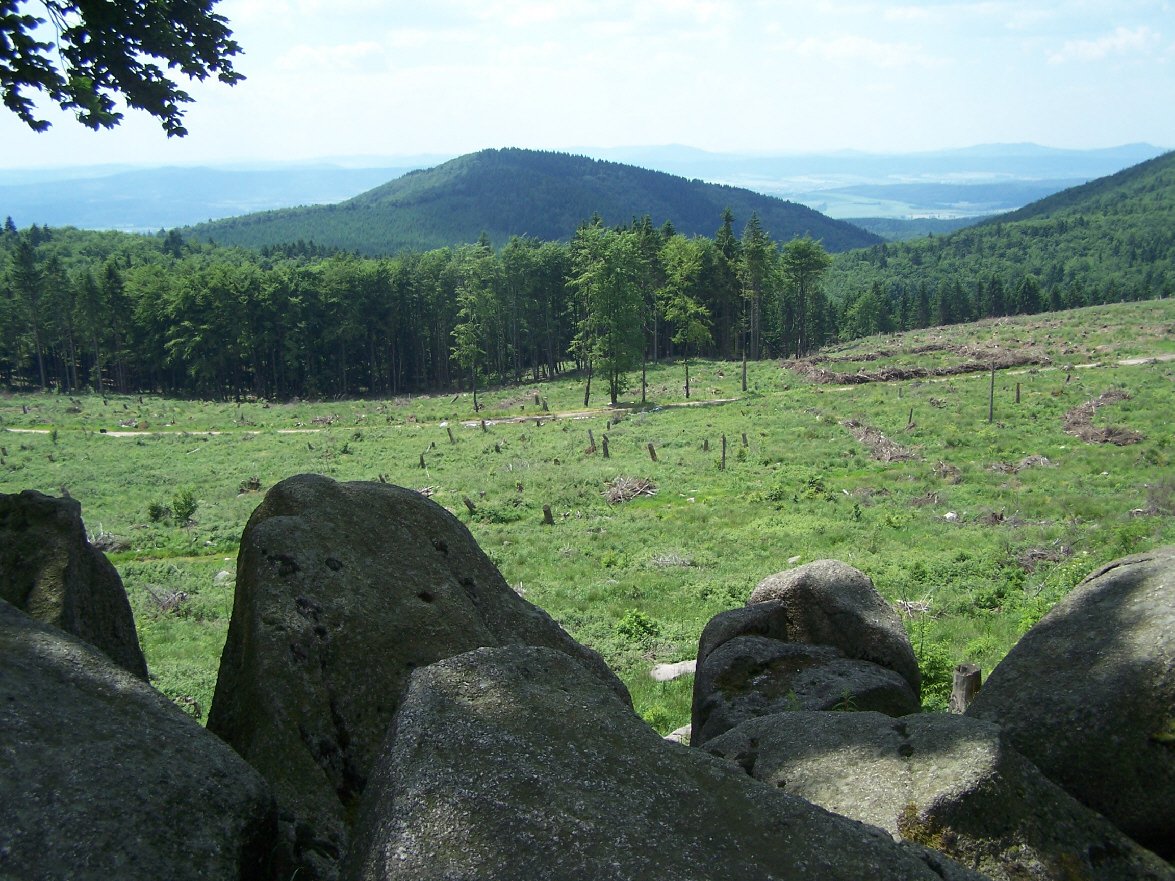 The Mystery of the Singing Forest (image credits: wikimedia)