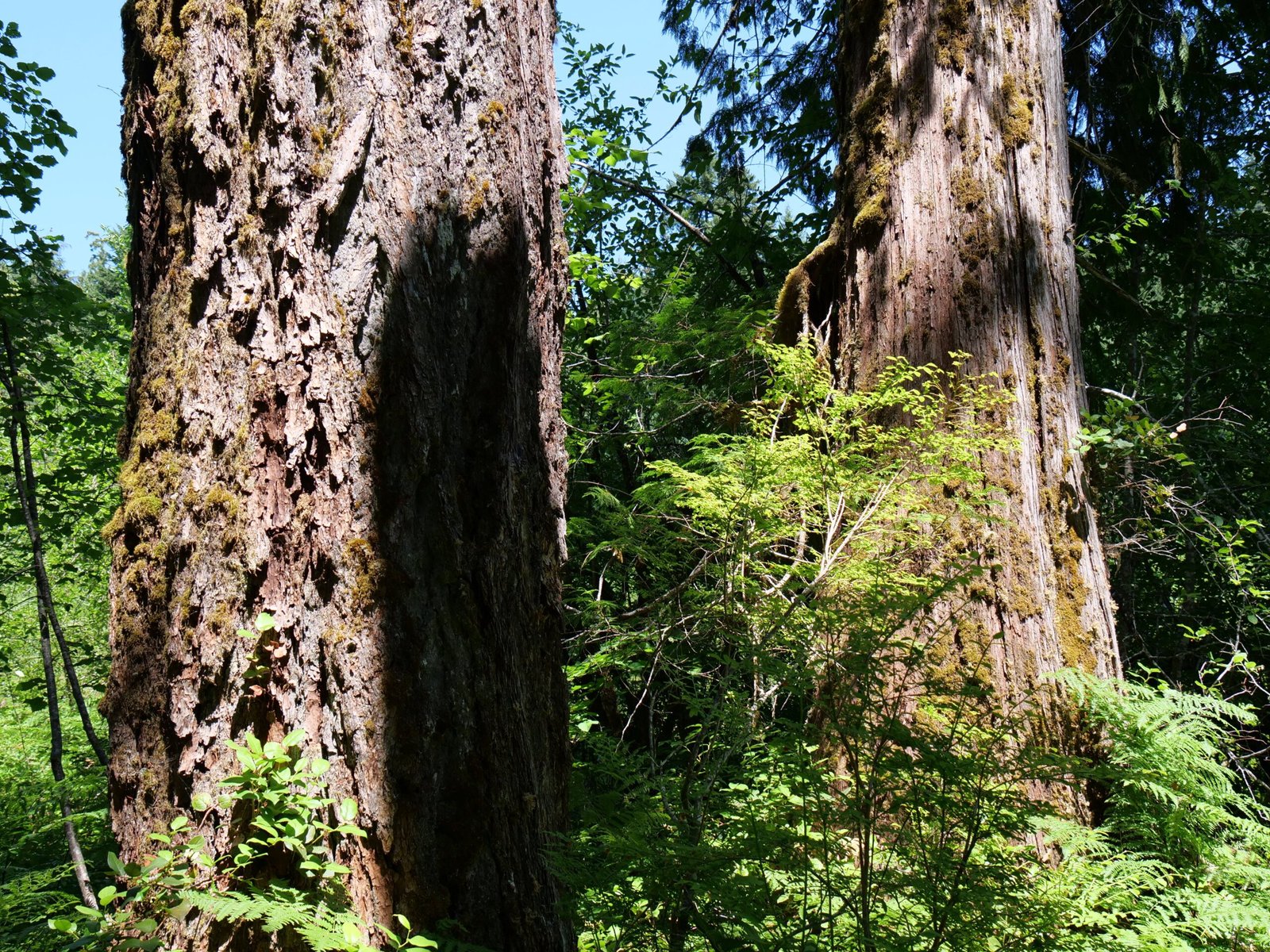 Experiencing the Singing Forest Firsthand (image credits: wikimedia)