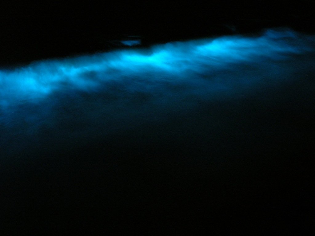 Tips for the Best Bioluminescent Experience (image credits: wikimedia)